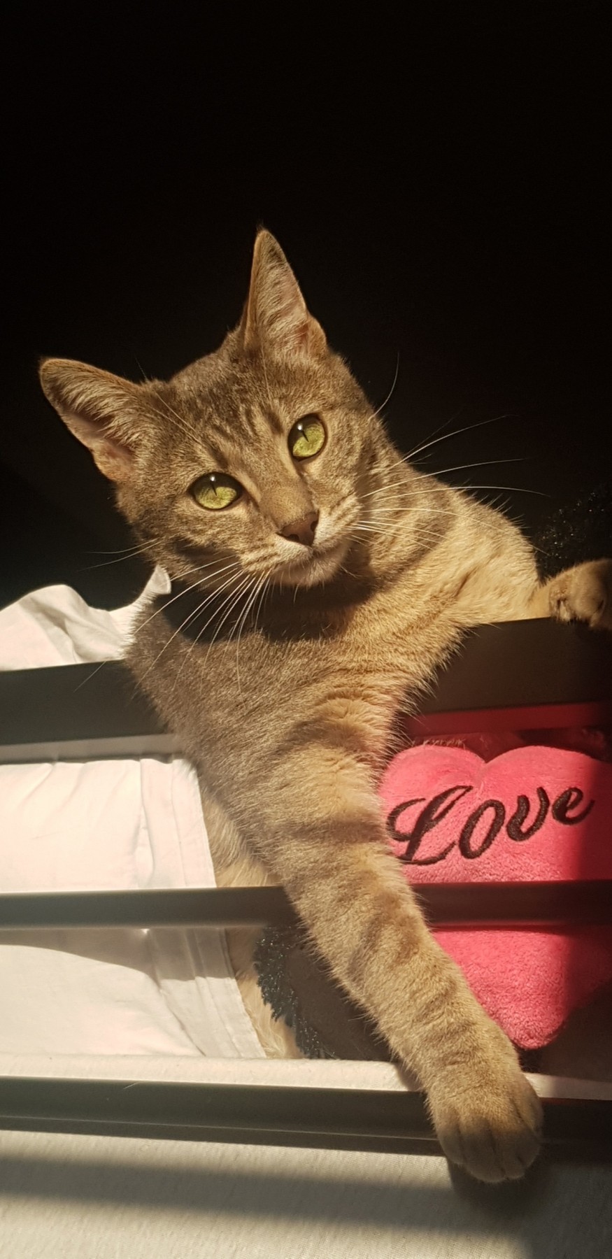 Identification du chat